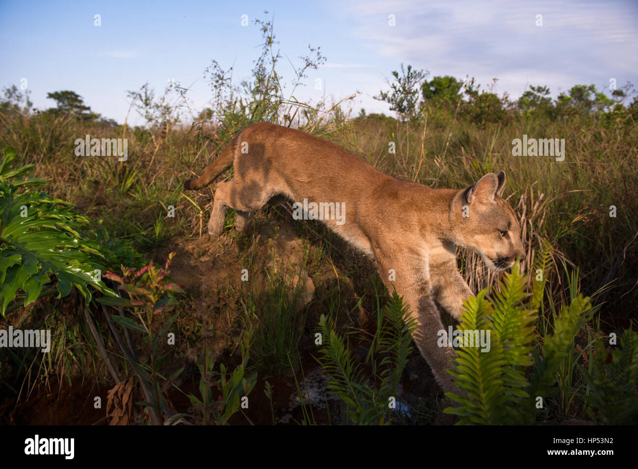 Puma springen -Fotos und -Bildmaterial in hoher Auflösung – Alamy