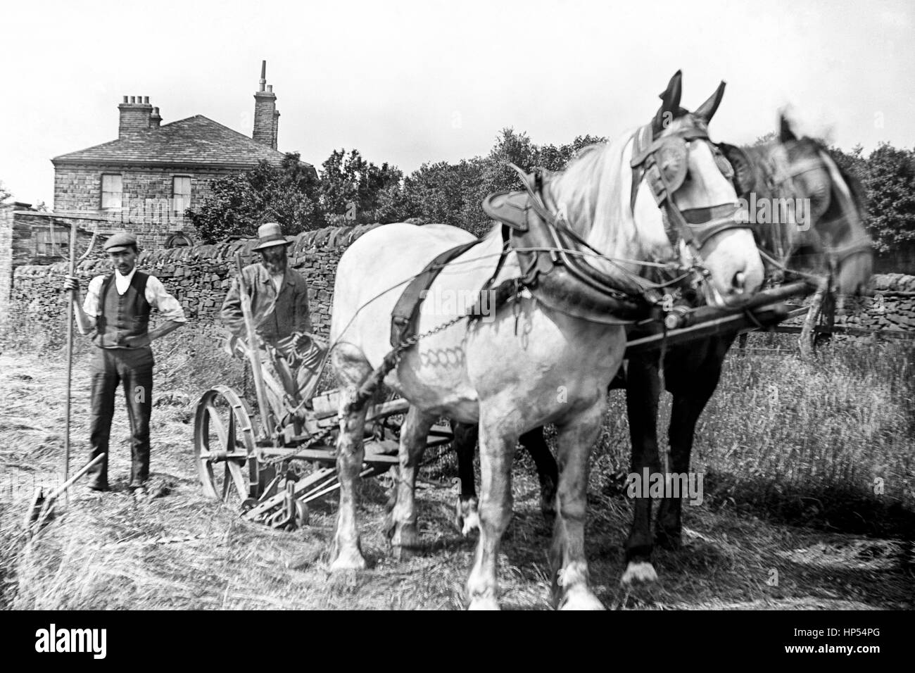 Ein Landwirt, auf der Maschine sitzt, in Keighley, Yorkshire zeigt seine neue Bamford Grass Cutter zu zwei Pferde vorgespannt. Ein Landarbeiter steht an der Seite der Maschine, die eine Holz- Dreigleisigen pitchfork. Auf der Rückseite und über die Hecke ist das Bauernhaus. Noch im Jahre 1900, aus einer hochauflösenden restauriert von der original viktorianischen negative zu scannen. Stockfoto