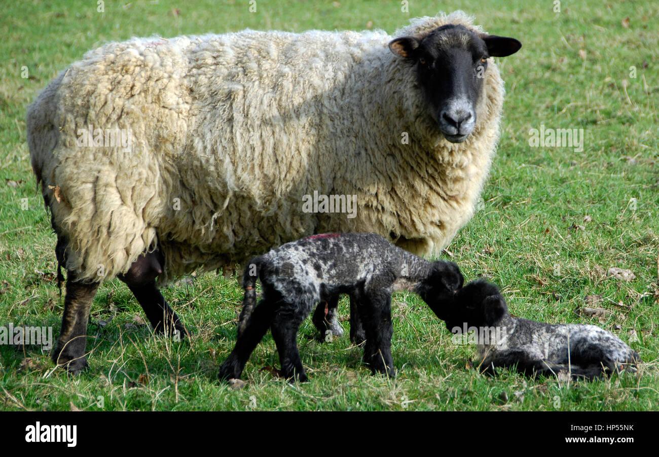 Ein Mutterschaf mit Neugeborenen Lämmer in einem Feld von Lincolnshire Stockfoto