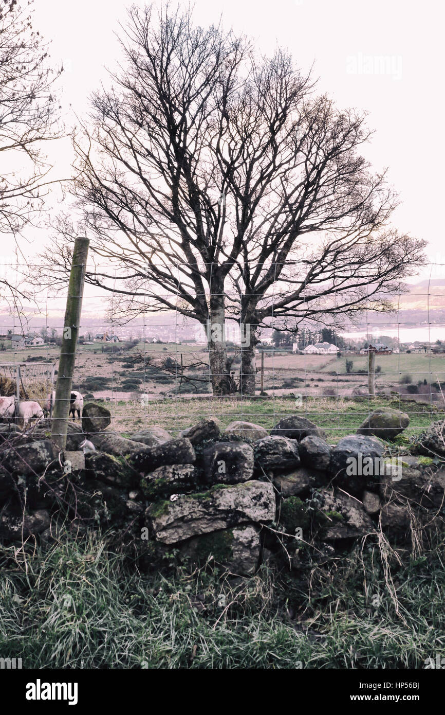 Der Winter Baum. Ein Winter-Zeit-Baum steht stolz sondern blattlosen in Irland. Eine alte Steinmauer steht im Vordergrund. Stockfoto