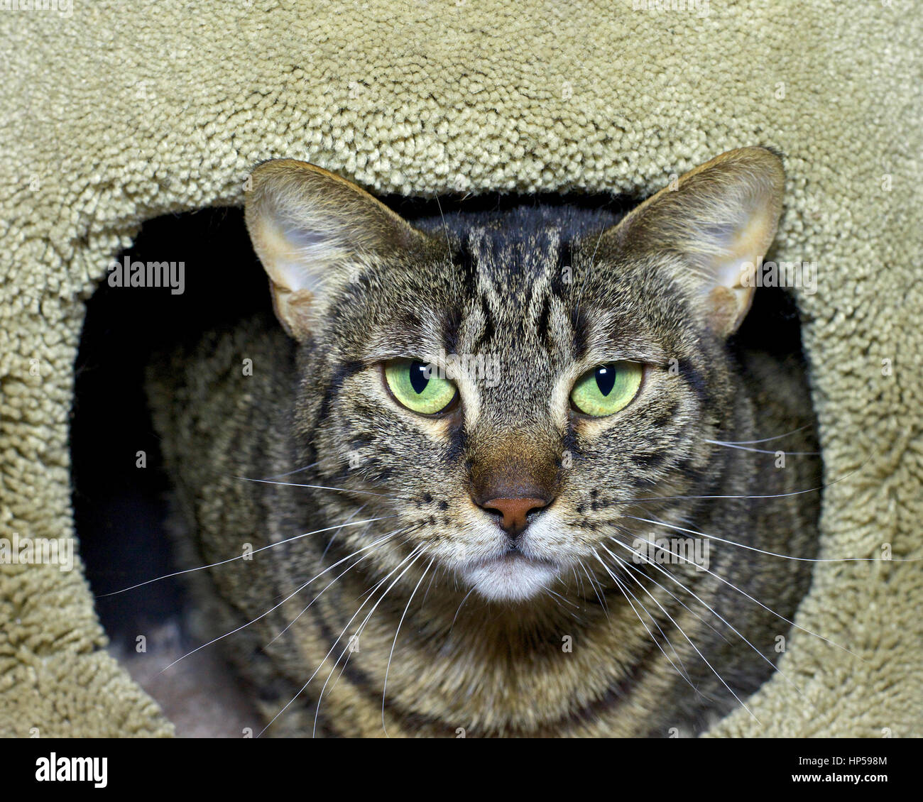 Braun und schwarz gestreifte Tabby Katze peering widerwillig aus einem Tan Teppich Post, Blick direkt auf den Betrachter Stockfoto