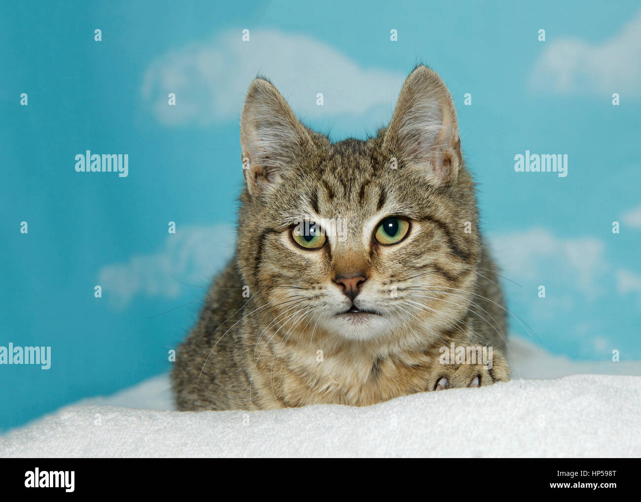 Porträt eines braun und schwarz Tabby Kitten Verlegung auf einer weißen Decke, die den Zuschauern links suchen. Blauer Himmelshintergrund mit Wolken Stockfoto