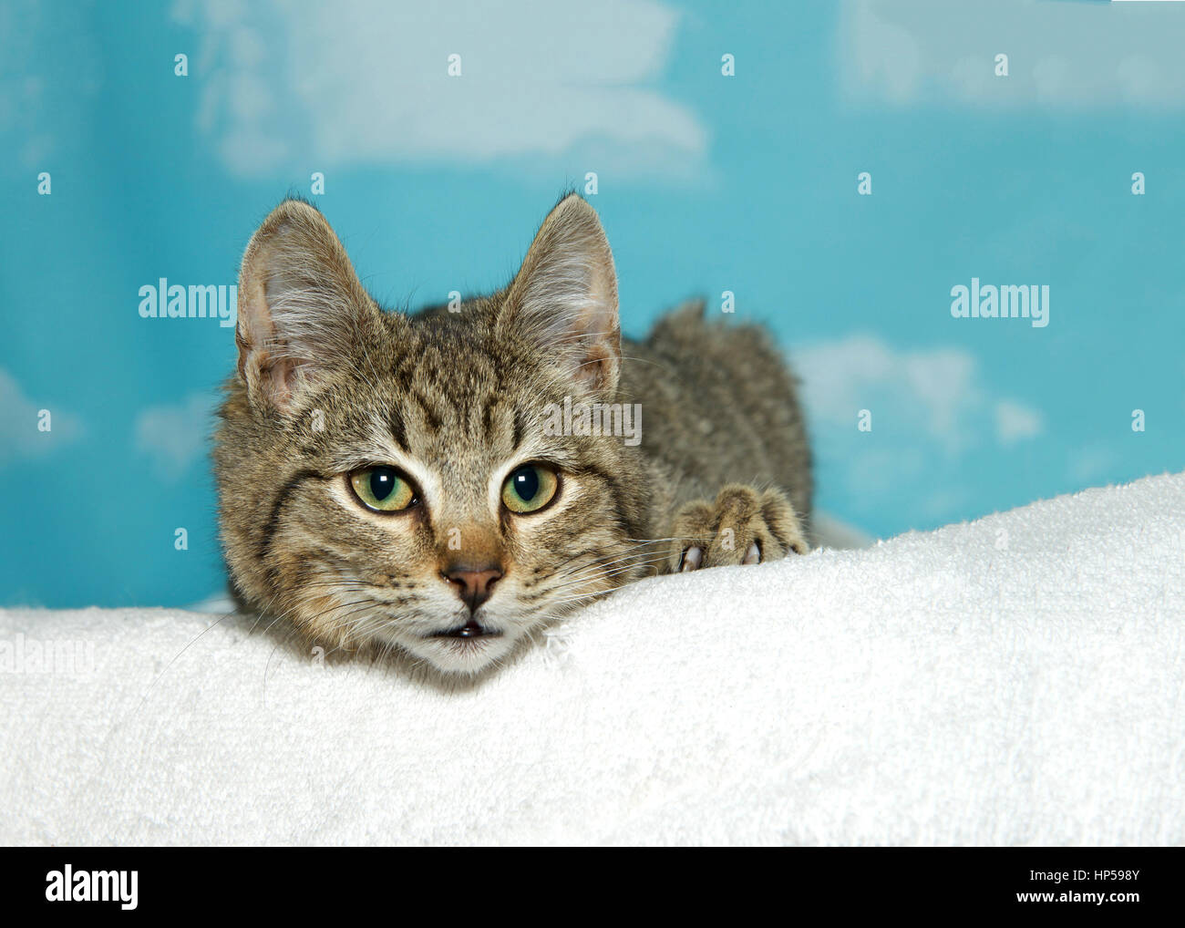 Porträt eines braun und schwarz Tabby Kitten Höchststand über einer weißen Decke, blauer Himmel mit Wolken-Hintergrund. Stockfoto