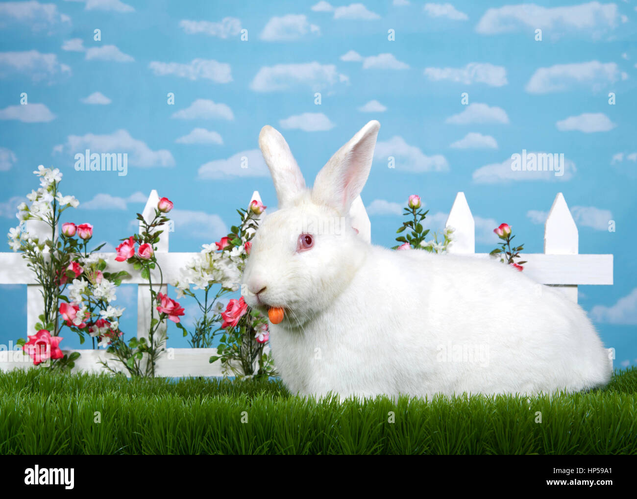 weißen Albino Hase essen Karotten stehen hohe Gras neben weißen Lattenzaun mit rosa Rosen. Blauem Hintergrund Himmel mit Wolken. Kopieren Sie Raum. Stockfoto