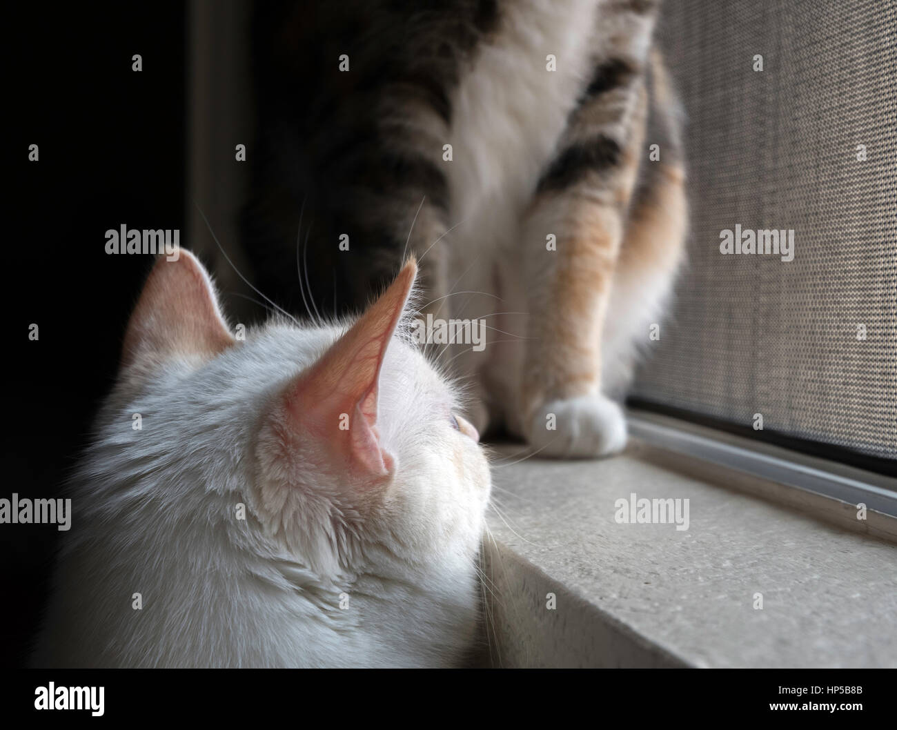 Shy Cat Sucht Stockfoto