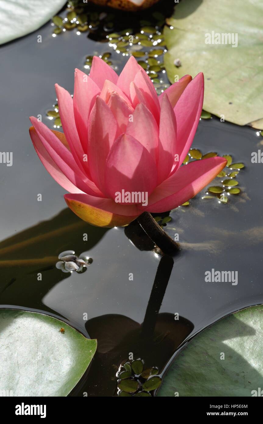 Seerose Blumen in einem Teich Stockfoto