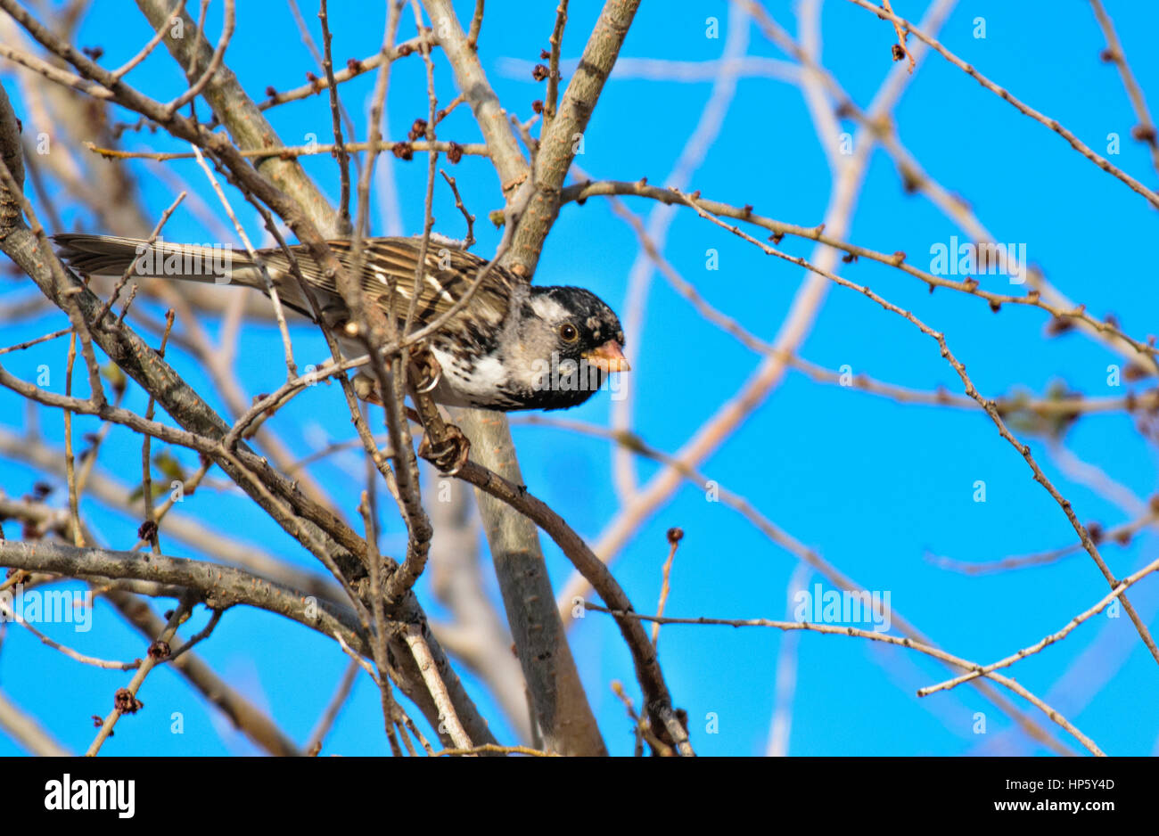 Ein Harris Sparrow thront auf einem Zweig am Morgen Winter Stockfoto