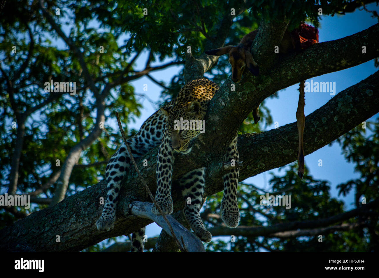 Leopard im Baum nach der Tötung Entspannung Stockfoto
