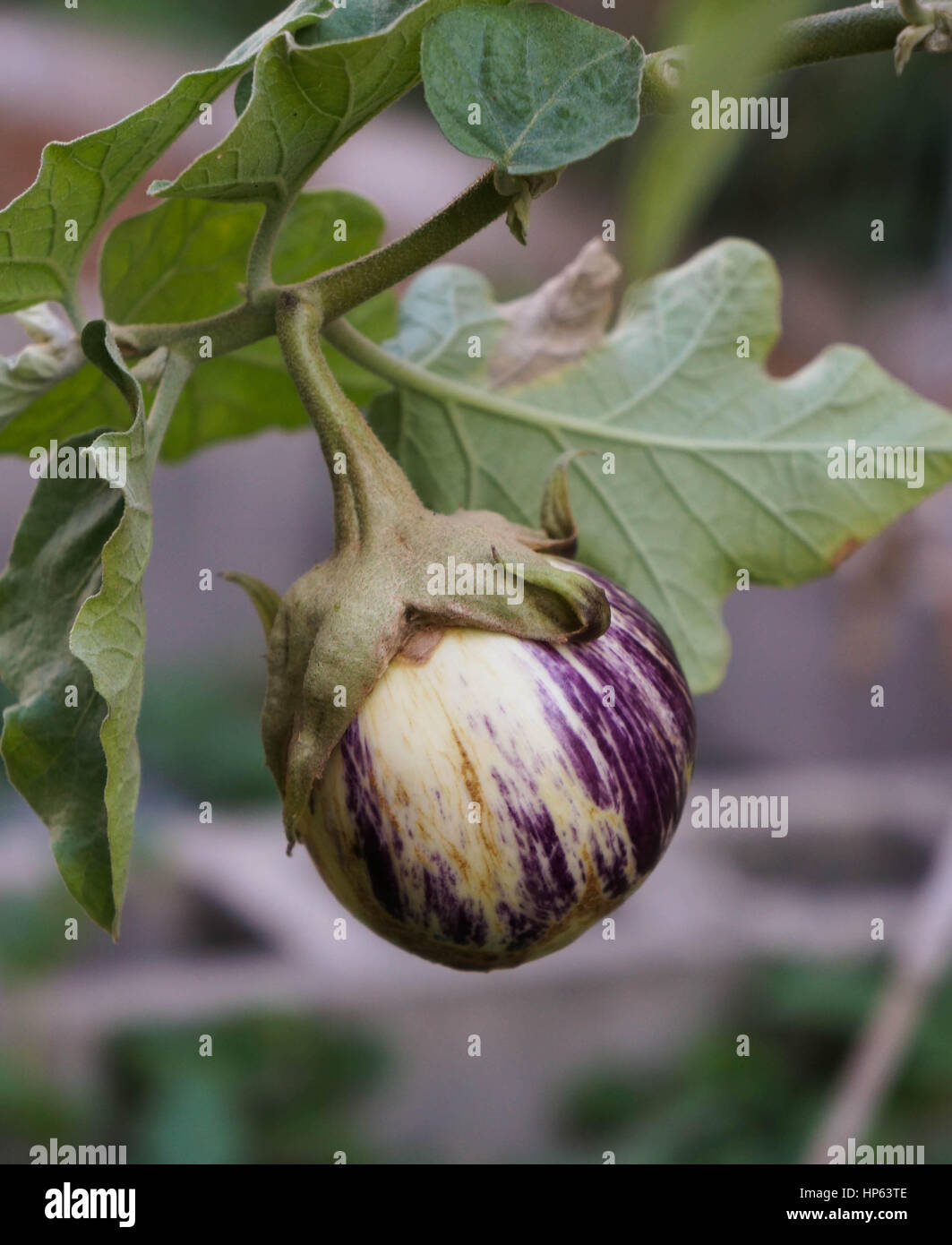 Kleine Aubergine auf die Rebe Stockfoto