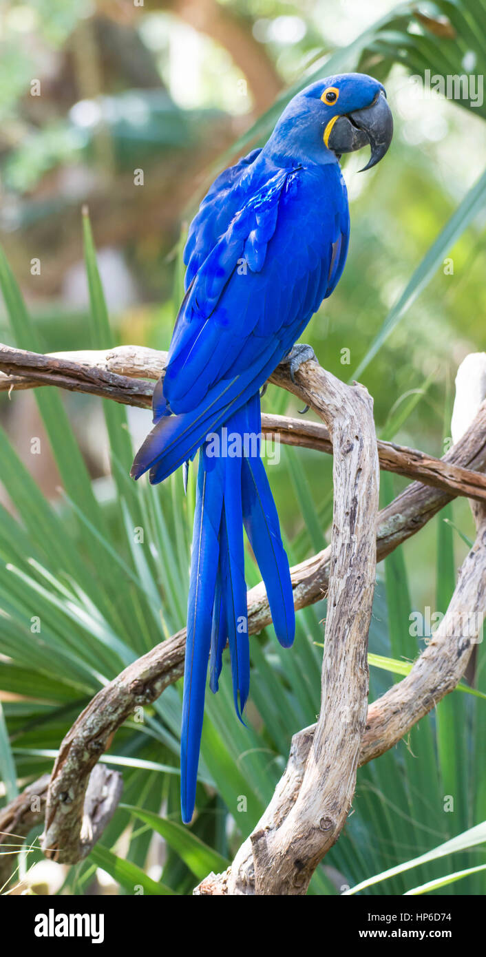 Tiefblaue Hyazinth-Ara Papagei Stockfoto