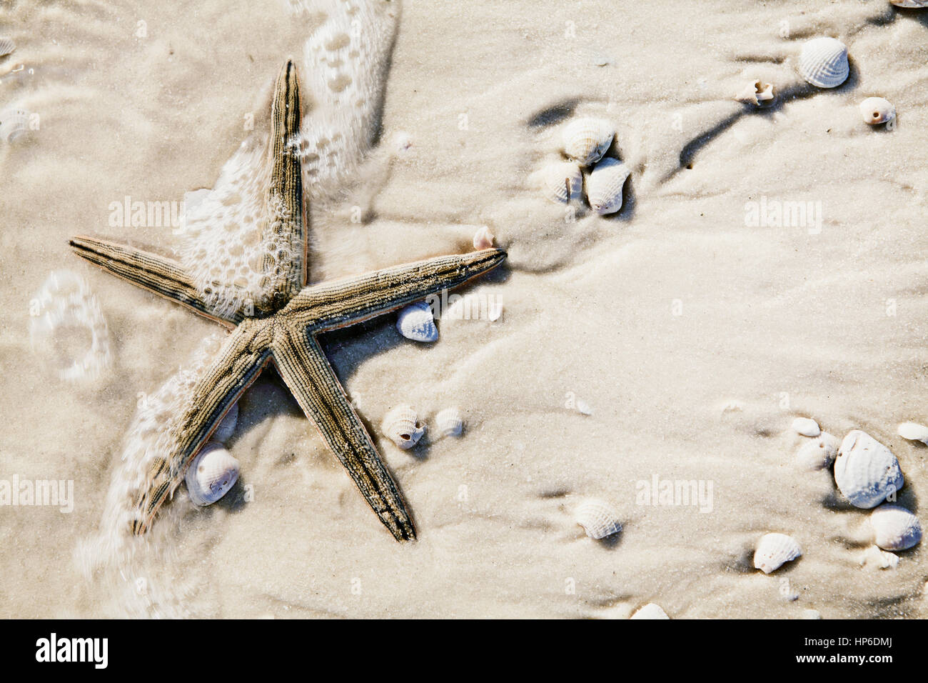 Seestern mit Schaum des Meeres. Golfküste, Florida Strand. Stockfoto