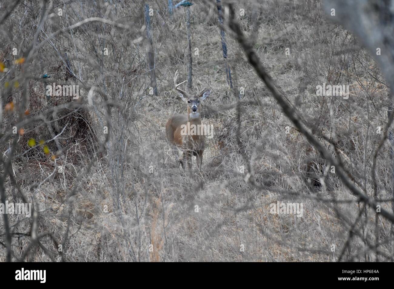 Weiß - angebundene Rotwild (Odocoileus Virginianus) Bock mit gebrochenen Geweih Stockfoto