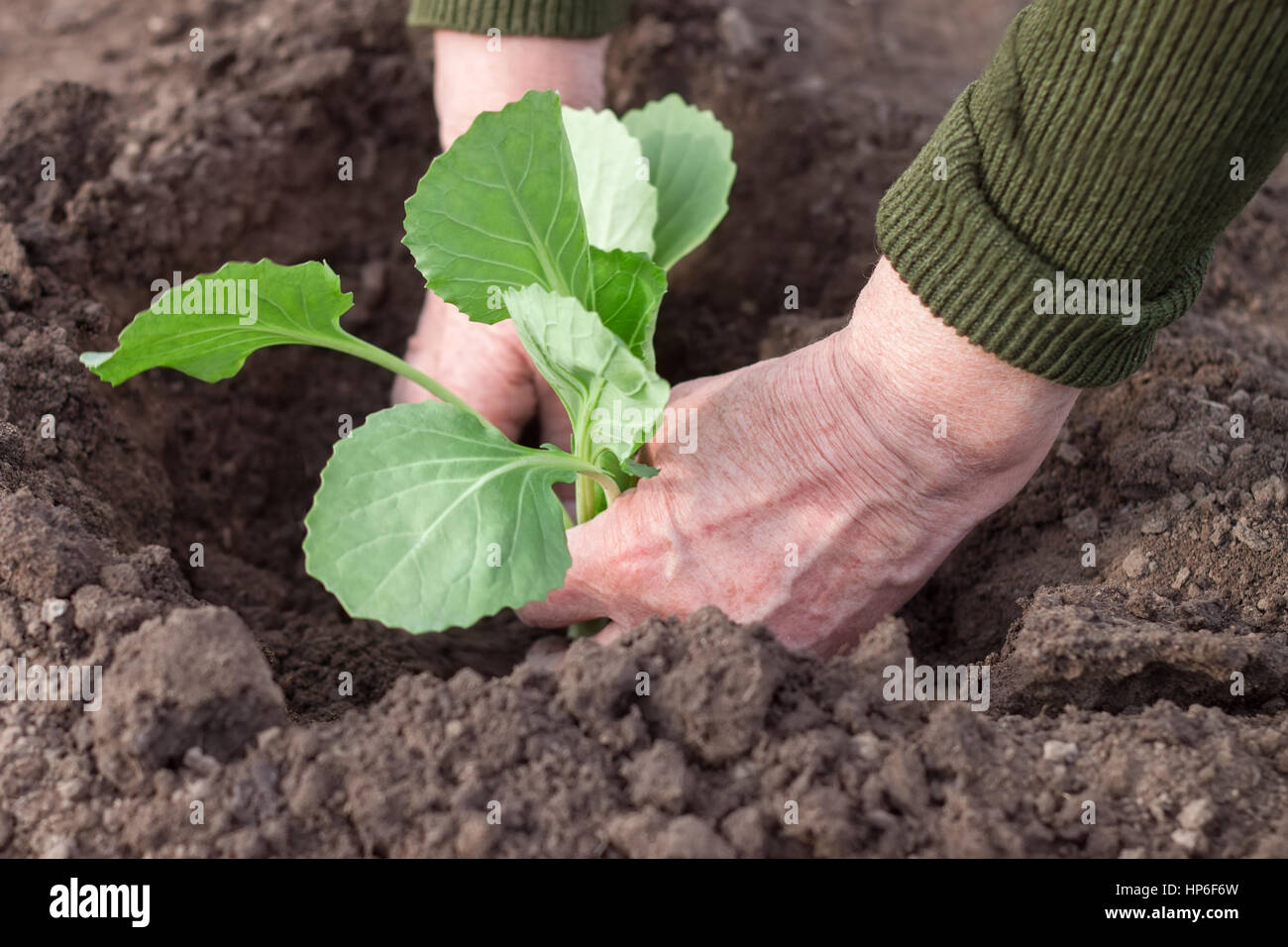 alte Frau Hände Bepflanzung einen Kohl-Sämling. Arbeiten Sie im Gemüsegarten Stockfoto