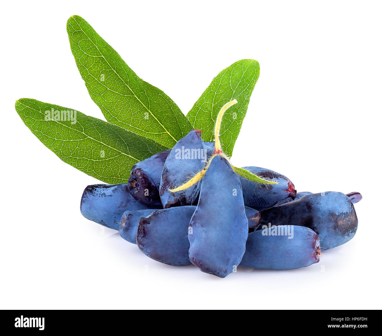 Frischem Geißblatt Blaue Beeren mit Blatt isoliert auf weißem Hintergrund. Geißblatt Woodbine Lonicera closeup Stockfoto