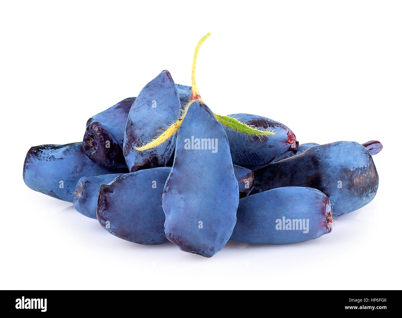 Frischem Geißblatt blaue Beerenfrüchte isoliert auf weißem Hintergrund. Geißblatt Woodbine Lonicera closeup Stockfoto