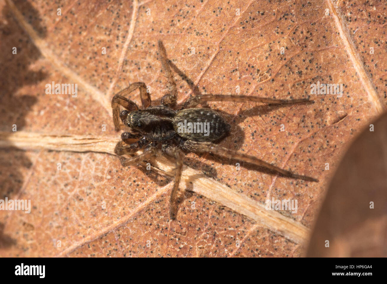 Wolfspinne (Familie Lycosidae) Stockfoto