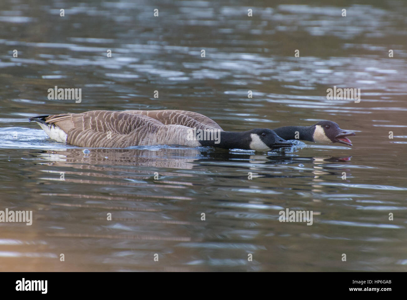 Kanada-Gänse (Branta Canadensis)-Balz-Verhalten Stockfoto