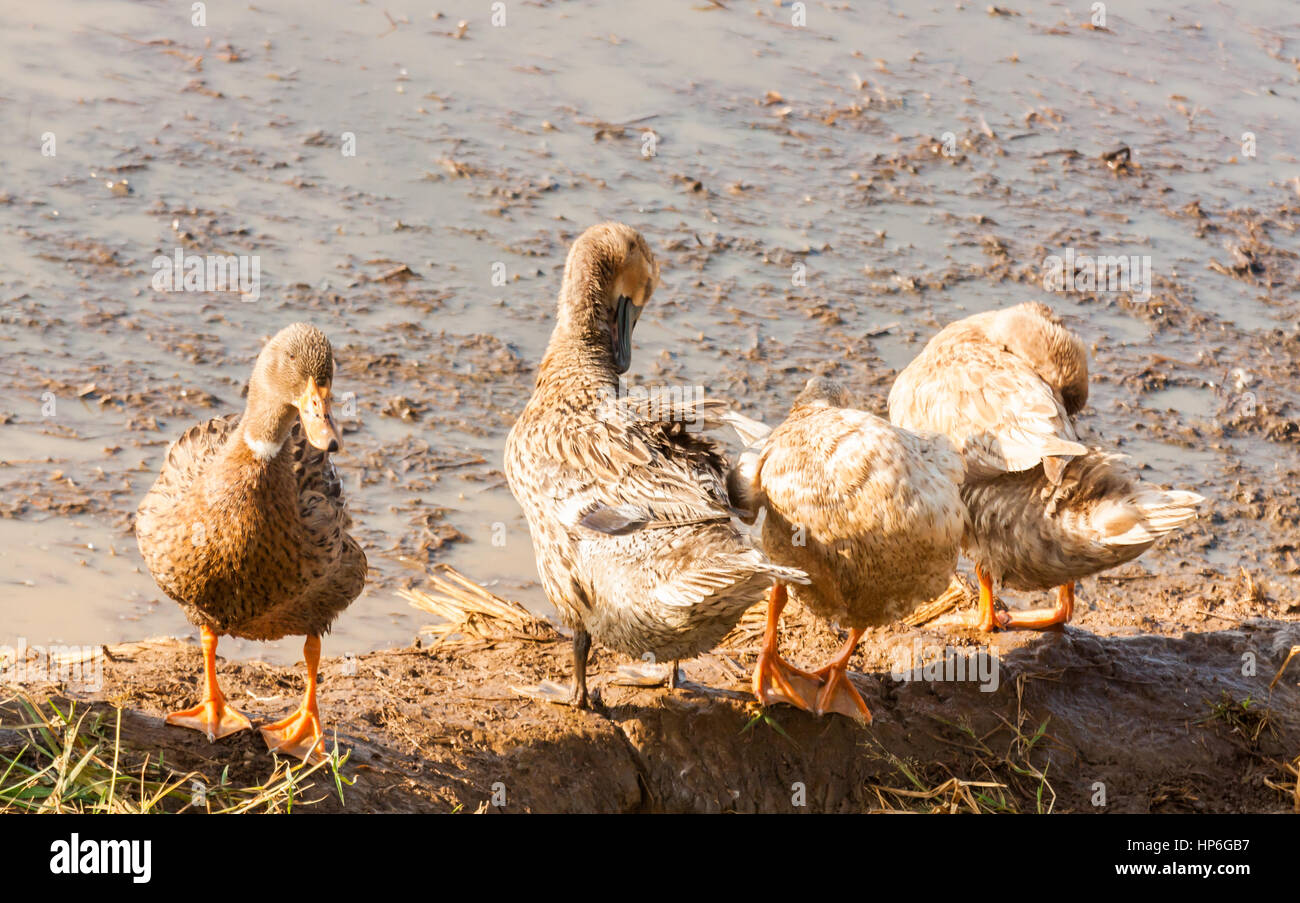 Enten, die erfrischend nach Fütterung und Bad im Schlamm Wasser in Kerala, Indien Enten erfrischend nach der Fütterung und Bad im Schlamm Wasser in Kerala, Indien Stockfoto