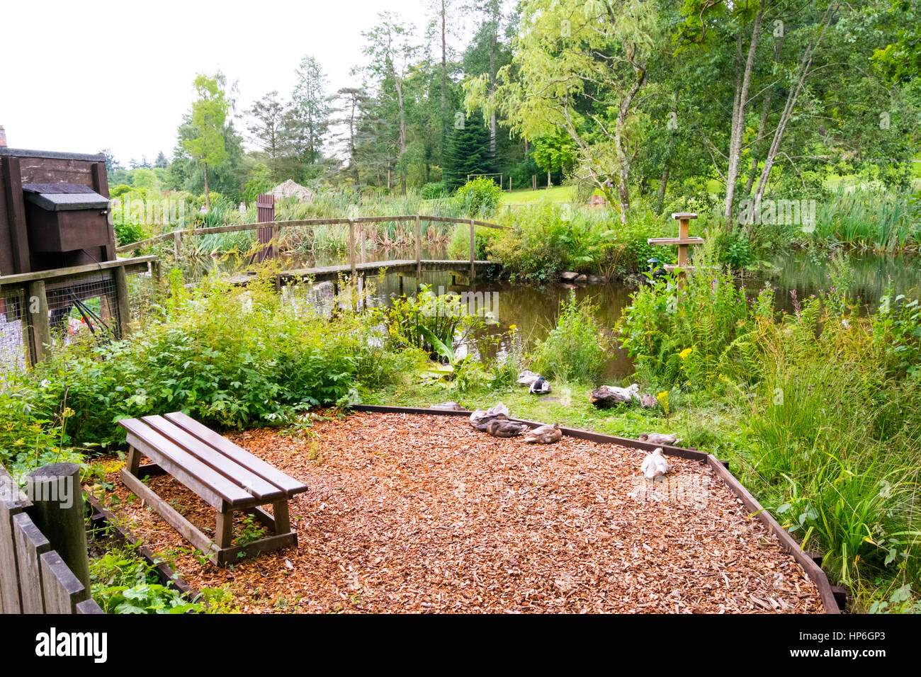 Tierwelt-Teich in Muncaster Castle mit einer Gruppe von Enten ruhen. Stockfoto