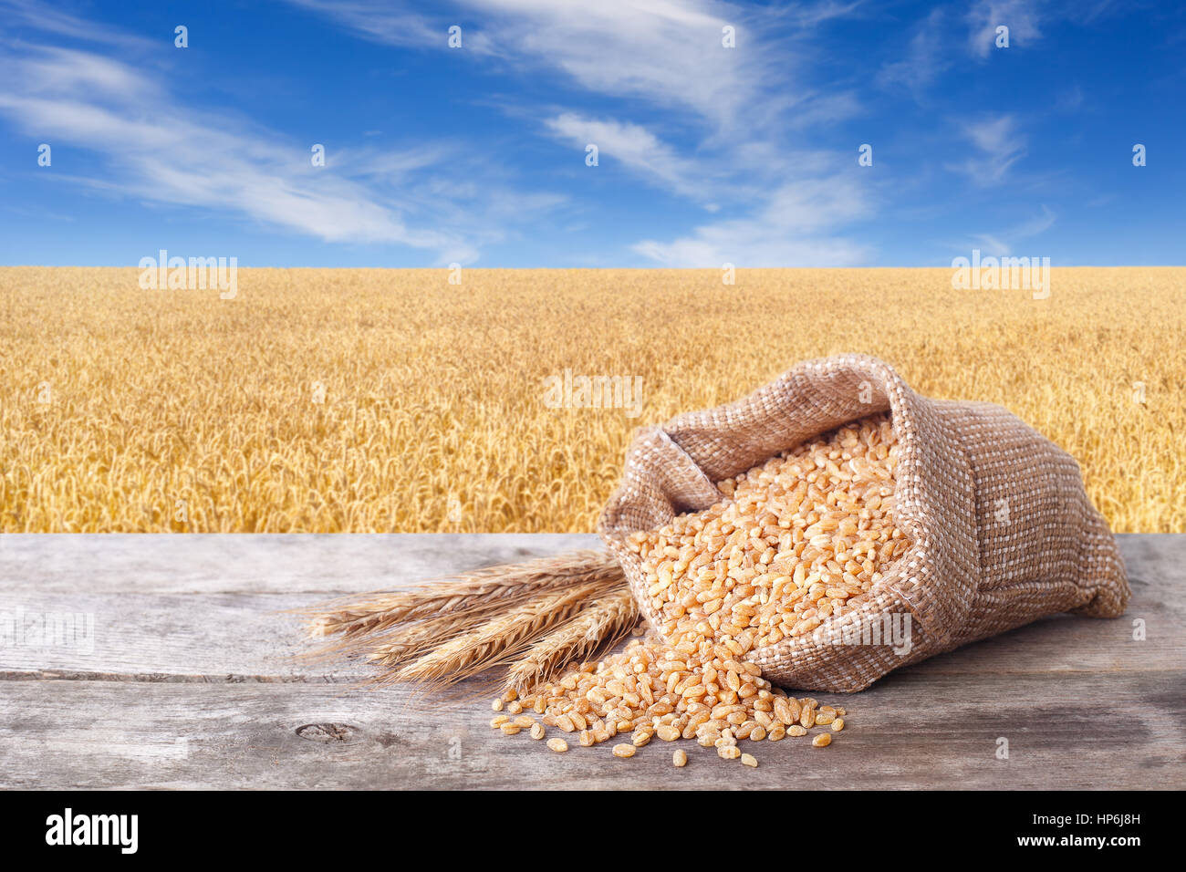 Bulgur aus dem Beutel mit Weizenfeld auf dem Hintergrund auf Tisch verstreut. Landwirtschaft und Ernte-Konzept. Gold Weizenfeld und blauer Himmel Stockfoto