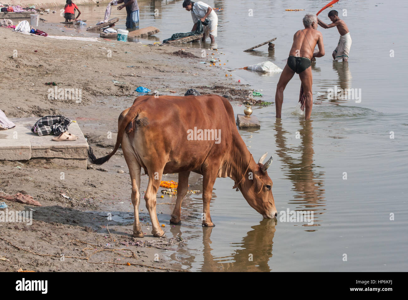 Kuh ghats varanasi -Fotos und -Bildmaterial in hoher Auflösung – Alamy