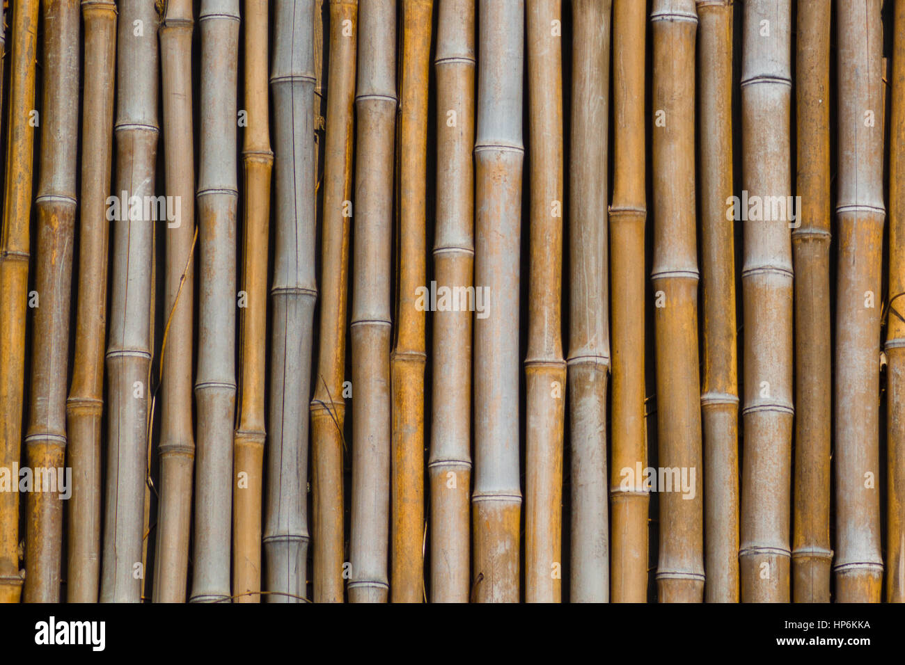 Längen von trockenen Bambus als Hintergrundtextur Stockfoto