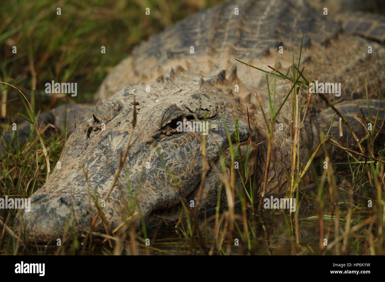 Ein amerikanischer Alligator ruht auf der Seite einer Bankkontos auf dem Meer Felge Staat Par. Stockfoto