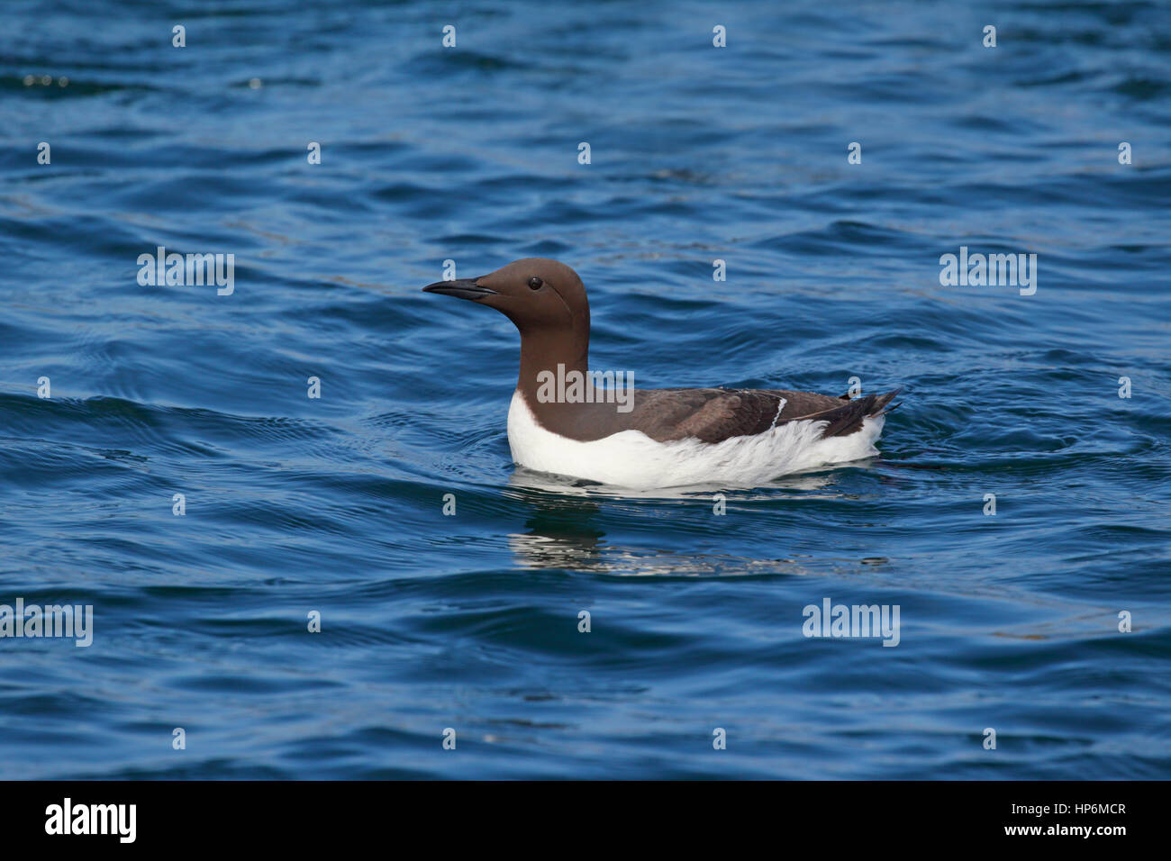 Erwachsene häufig Guillemot oder Murre Uria Aalge Schwimmen im Meer vor der Farne Islands in Northumberland, England, bei gutem Licht Stockfoto