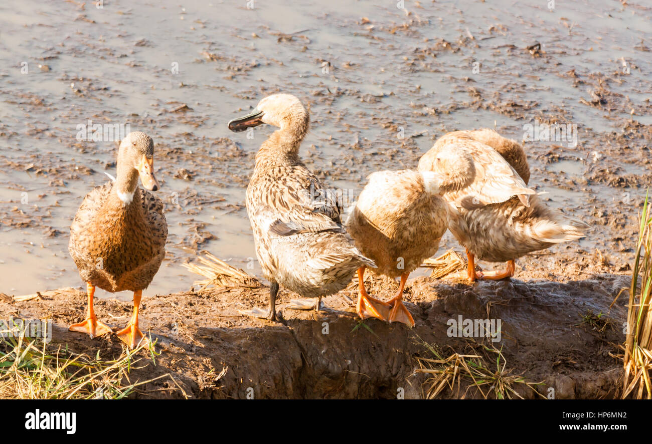 Enten, die erfrischend nach Fütterung und Bad im Schlamm Wasser in Kerala, Indien Stockfoto