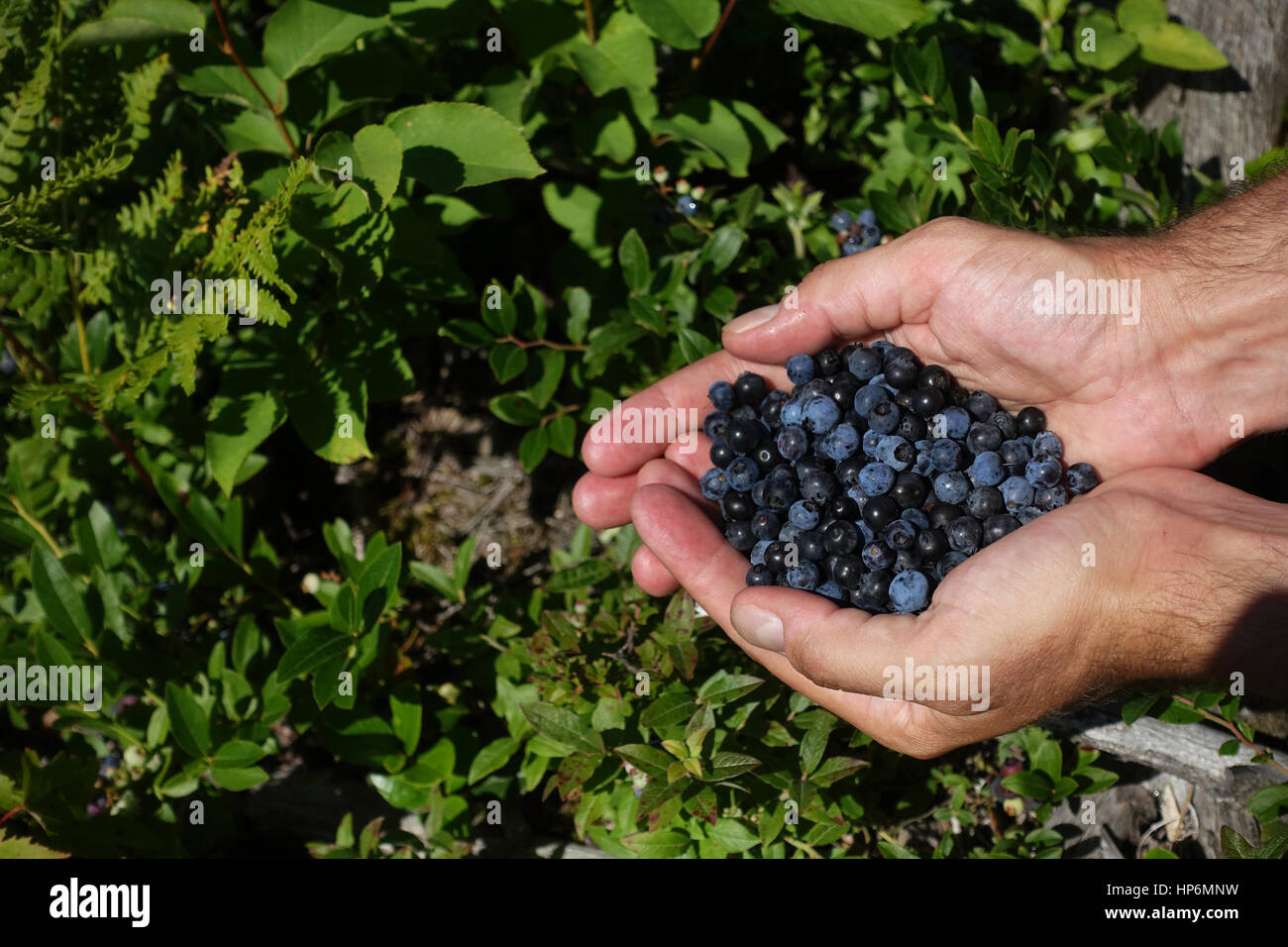 Auf der rechten Seite des Rahmens ein paar Hände halten eine Reihe von frisch gepflückten wilde Blaubeeren über ein Heidelbeer-Patch. Stockfoto