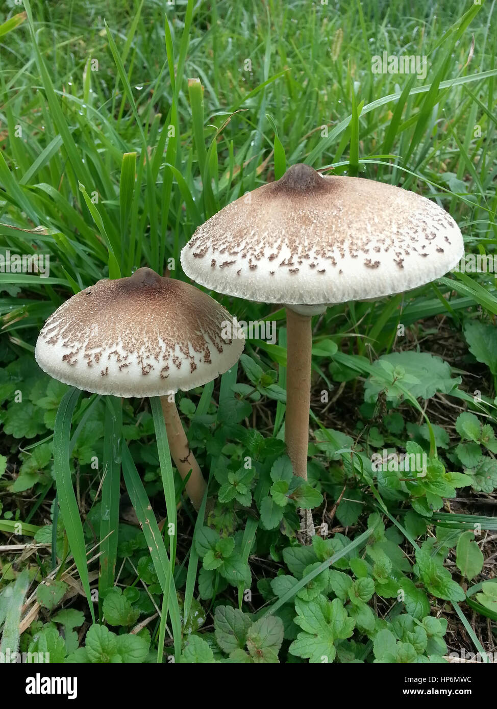 Zwei Parasol Pilz Macrolepiota Procera Stockfoto