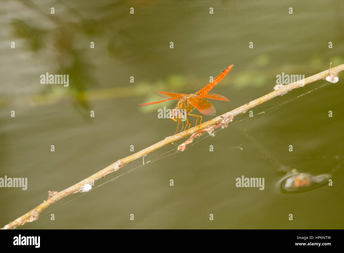 Flamme Abstreicheisen Libelle, gelbe Drachen fliegen Stockfoto