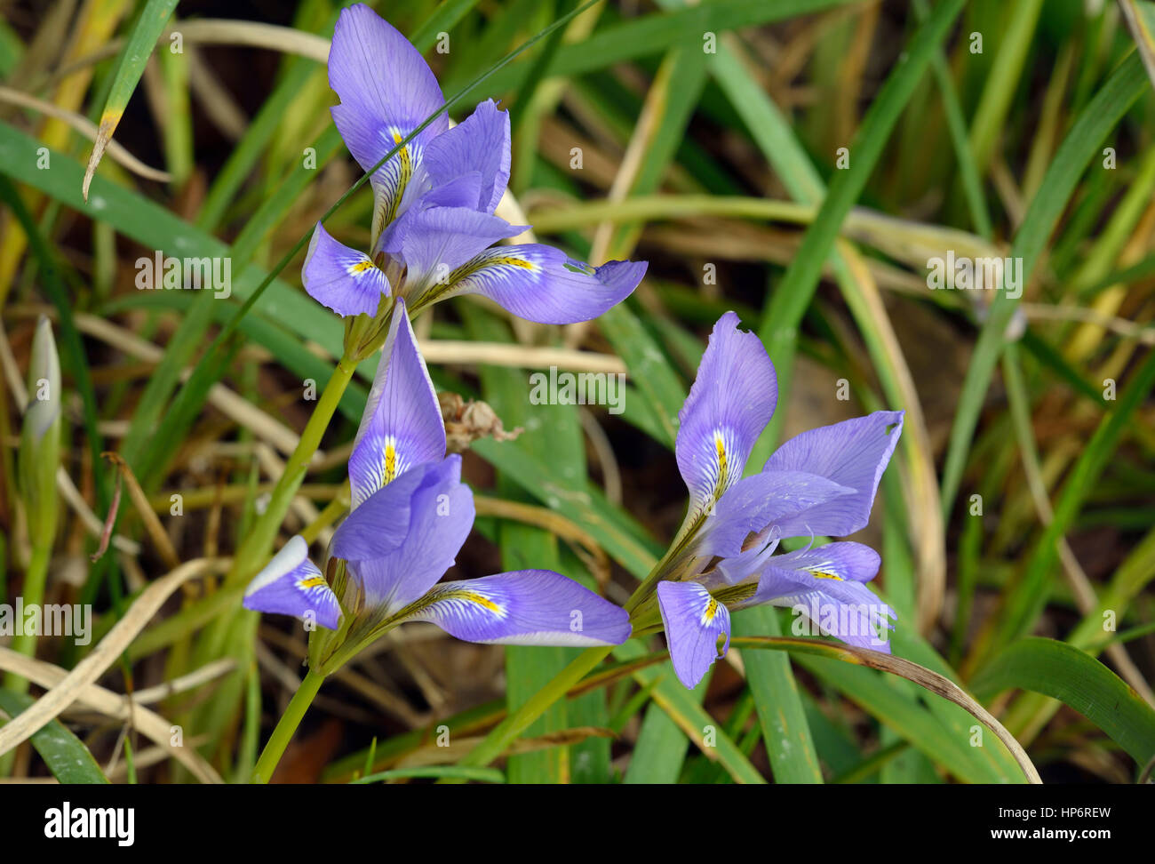 Winter oder algerischen Iris - Iris Unguicularis vom östlichen Mittelmeer Stockfoto