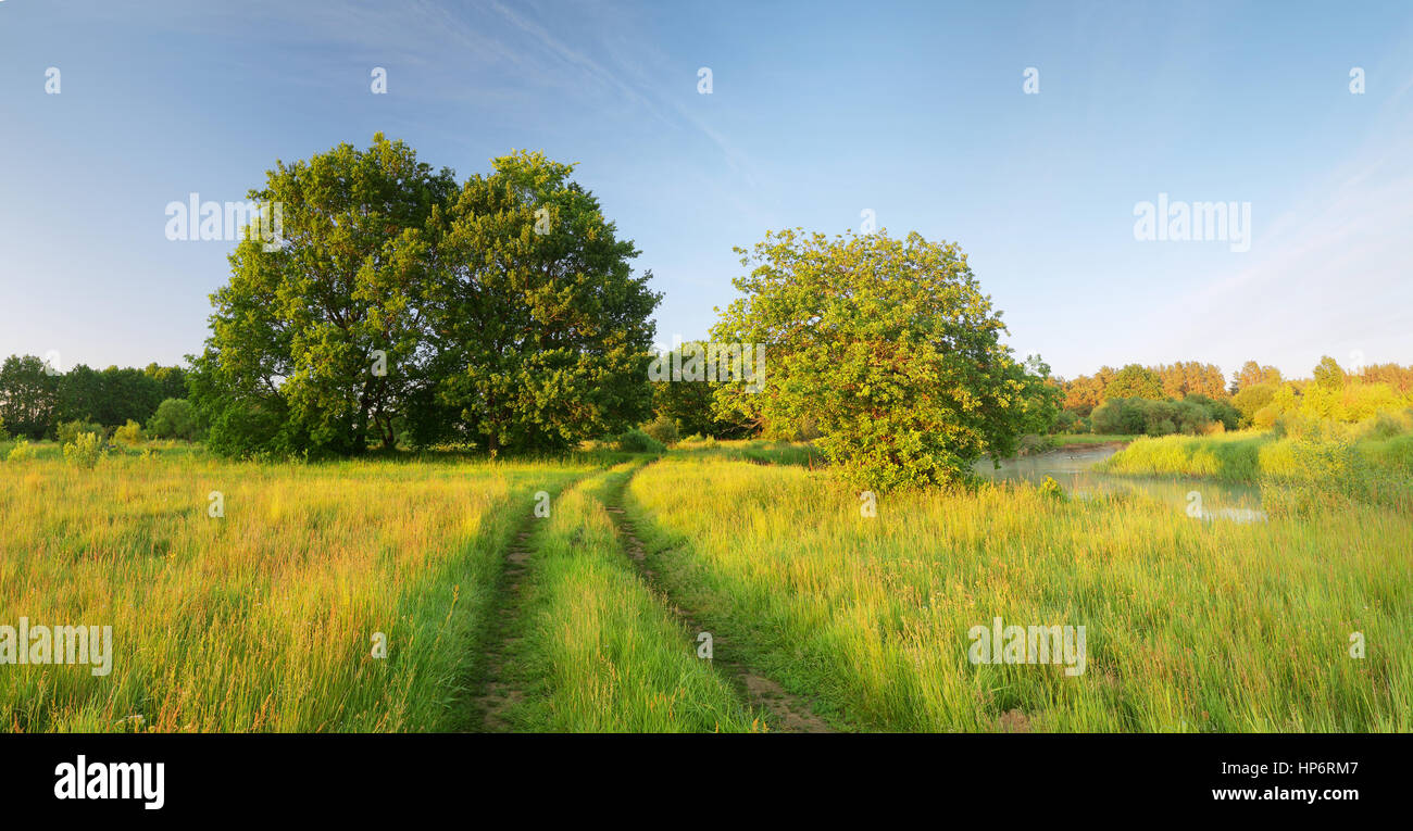 Bunte Frühlings-Hintergrund. Frühling Landschaft mit blauem Himmel und grünen Rasen. Grüner Rasen auf Frühlingswiese. Stockfoto