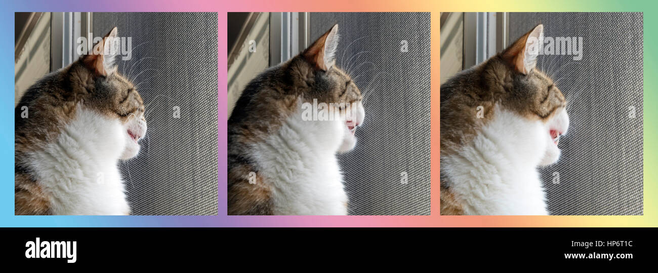 Katze beobachten Vögel Collage mit Rahmen Stockfoto