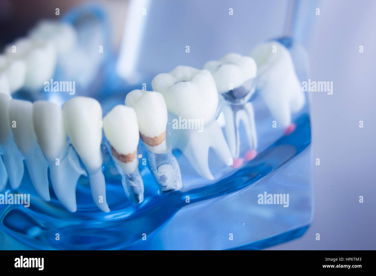 Dental Zahn Zahnmedizin Lernerfolge Lehrmodell zeigt Zähne, Wurzeln