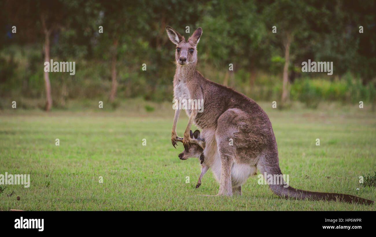 Grasende Kängurus in freier Wildbahn Stockfoto