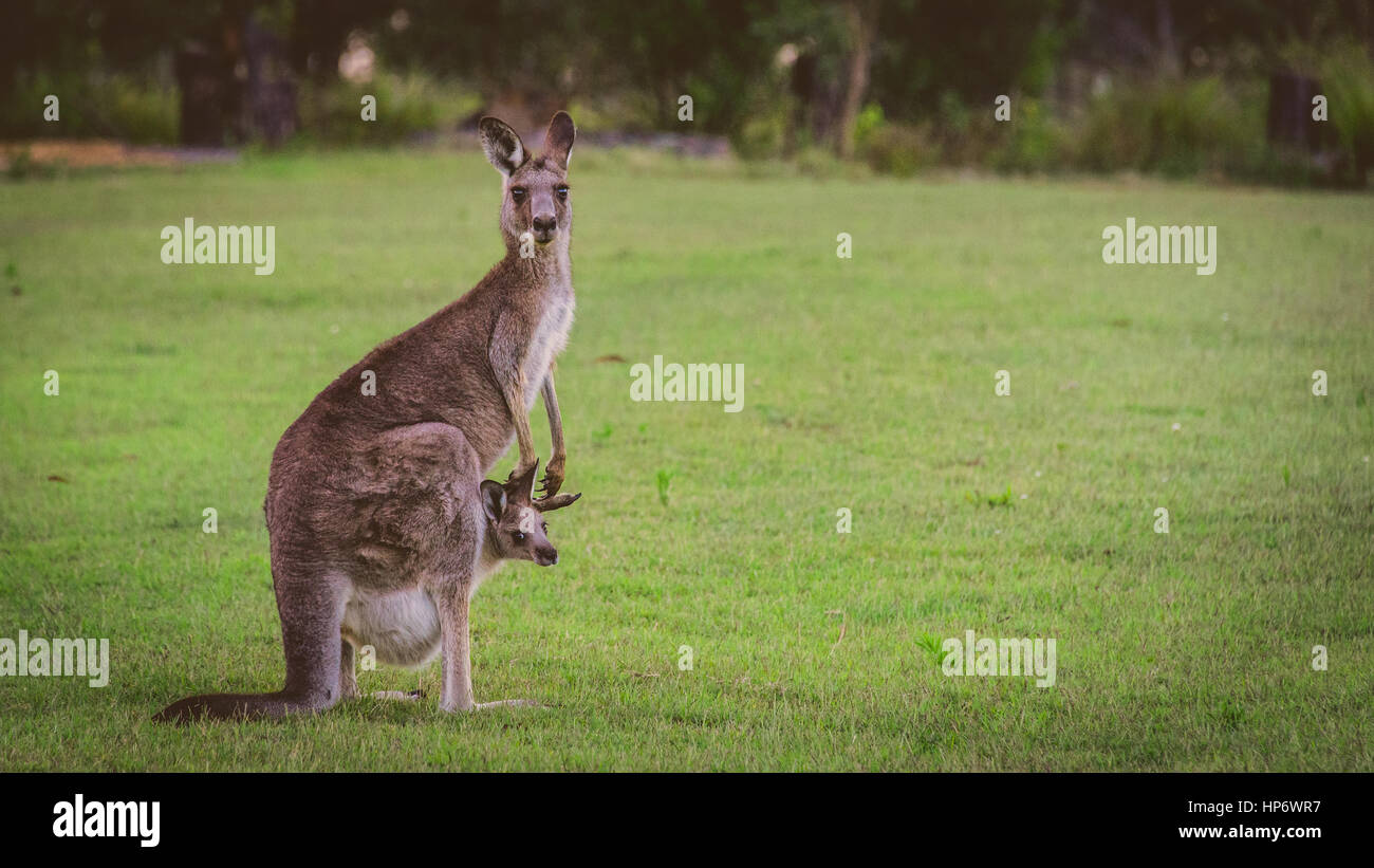 Grasende Kängurus in freier Wildbahn Stockfoto