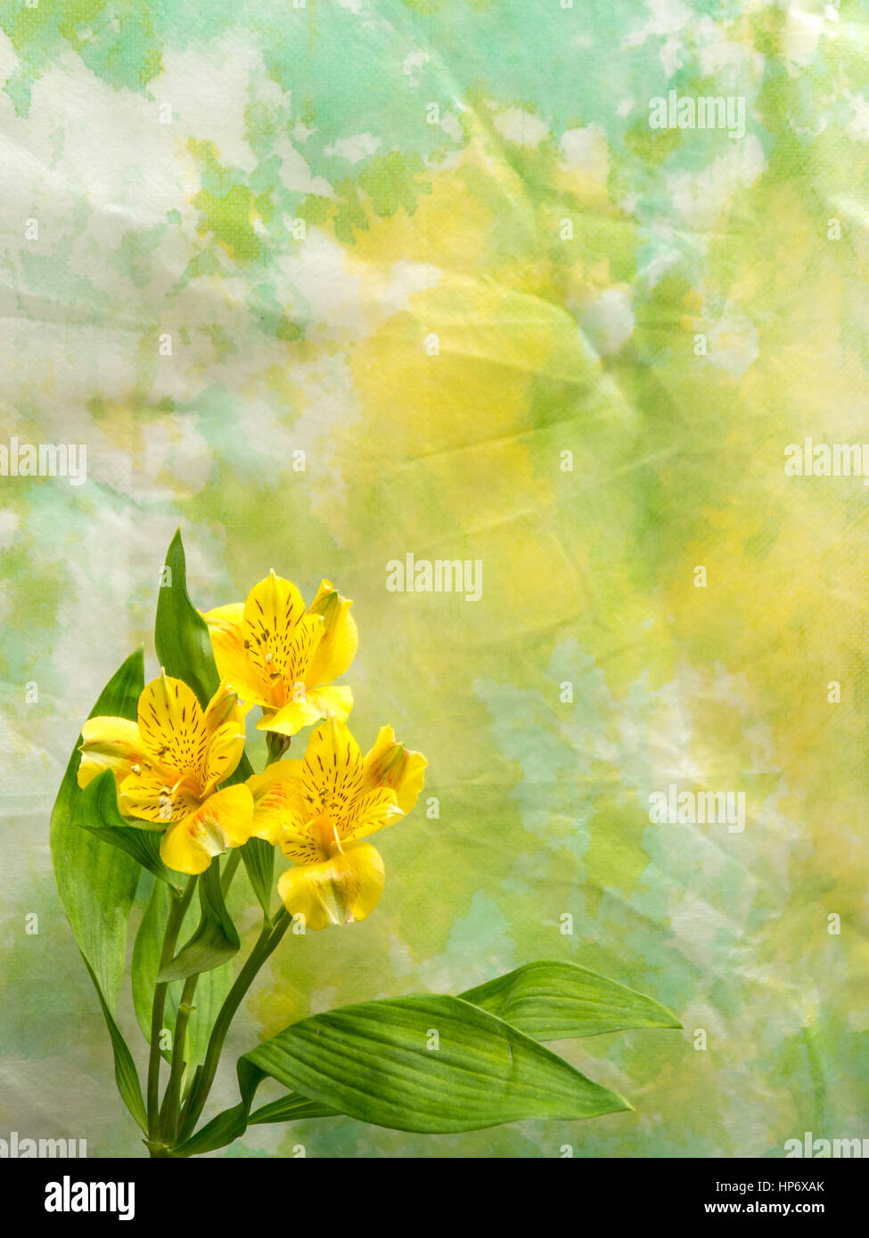 Alstroemeria auf gelb/grün Hintergrund, Hochformat Stockfoto