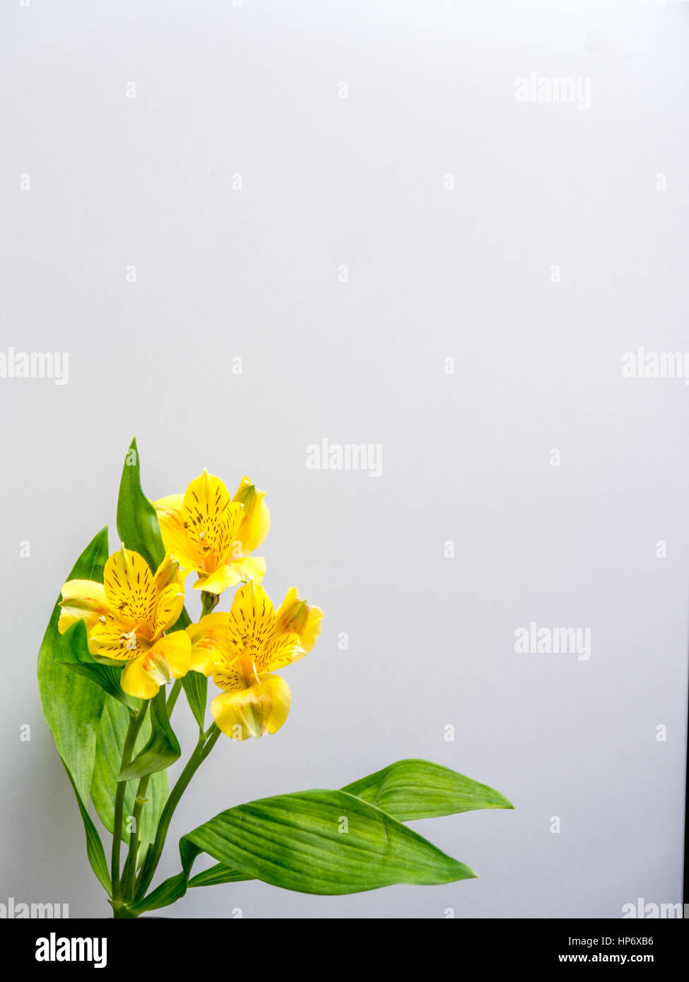 Alstroemeria auf weißem Hintergrund, Hochformat Stockfoto