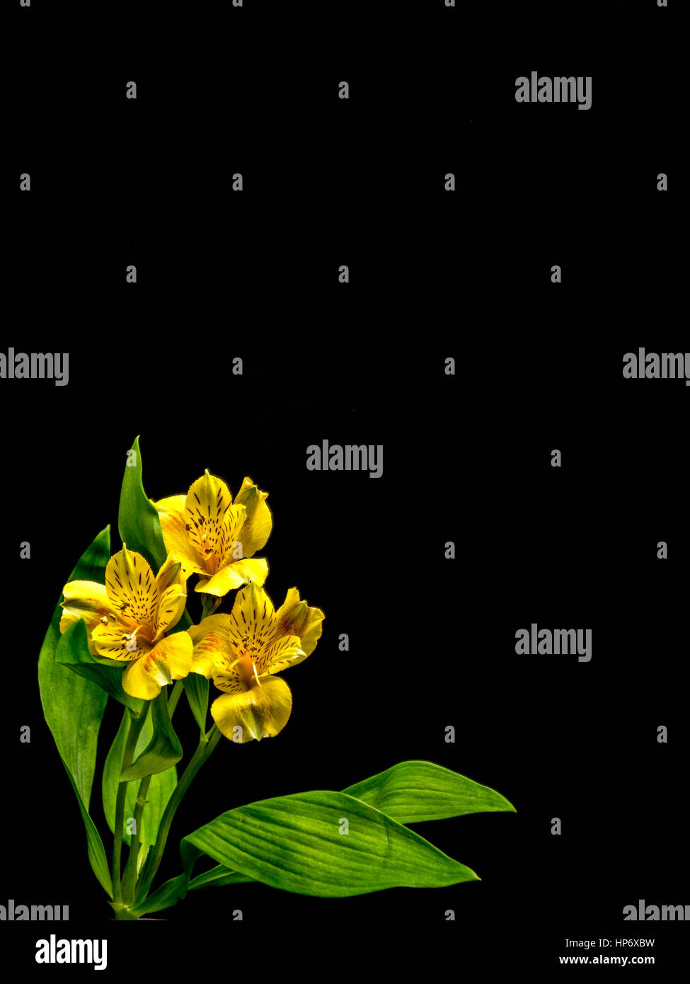 Alstroemeria auf schwarzem Hintergrund, Hochformat Stockfoto