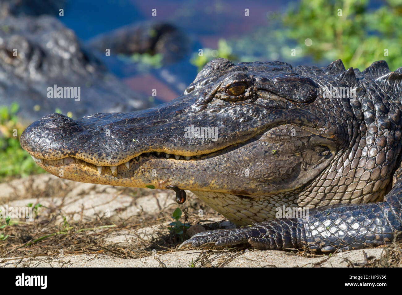 Lächeln der amerikanische Alligator, Nahaufnahme Stockfoto