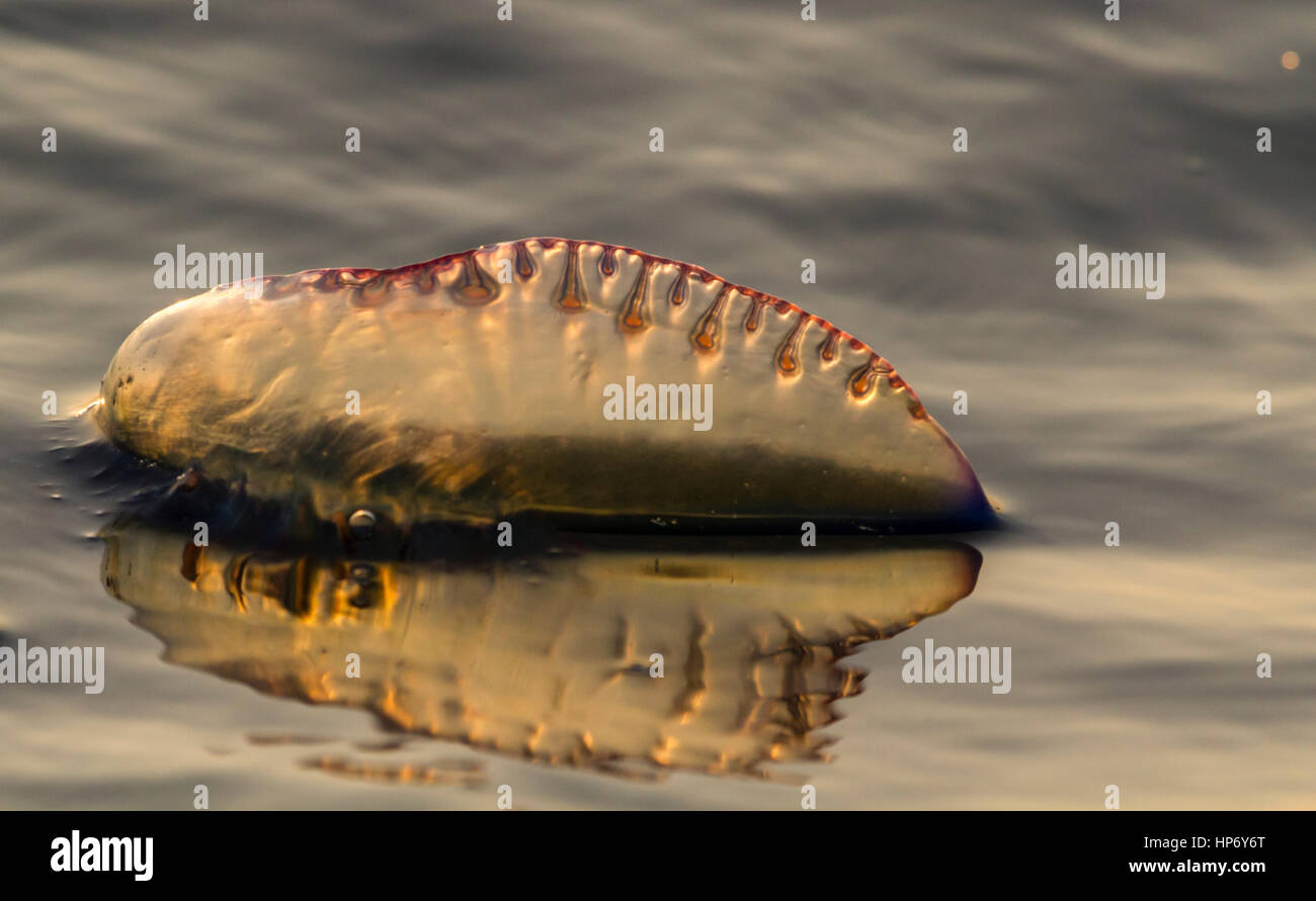 Der Atlantik portugiesischen Man o' War (Physalia Physalis), auch als der Mann - von - Krieg, blaue Flasche, oder schwimmende Terror bekannt Stockfoto