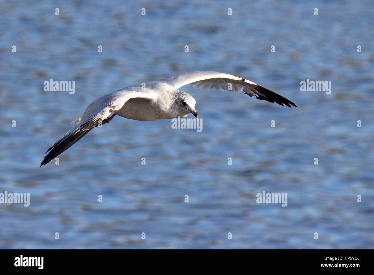 Eine Ring-billed Möwe fliegen über einem See Stockfoto