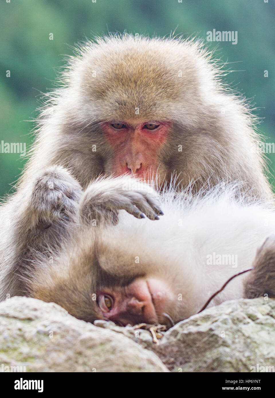 Japanischen Makaken (oder Snow Monkey) in und um eine heiße Quelle im Sommer. Stockfoto
