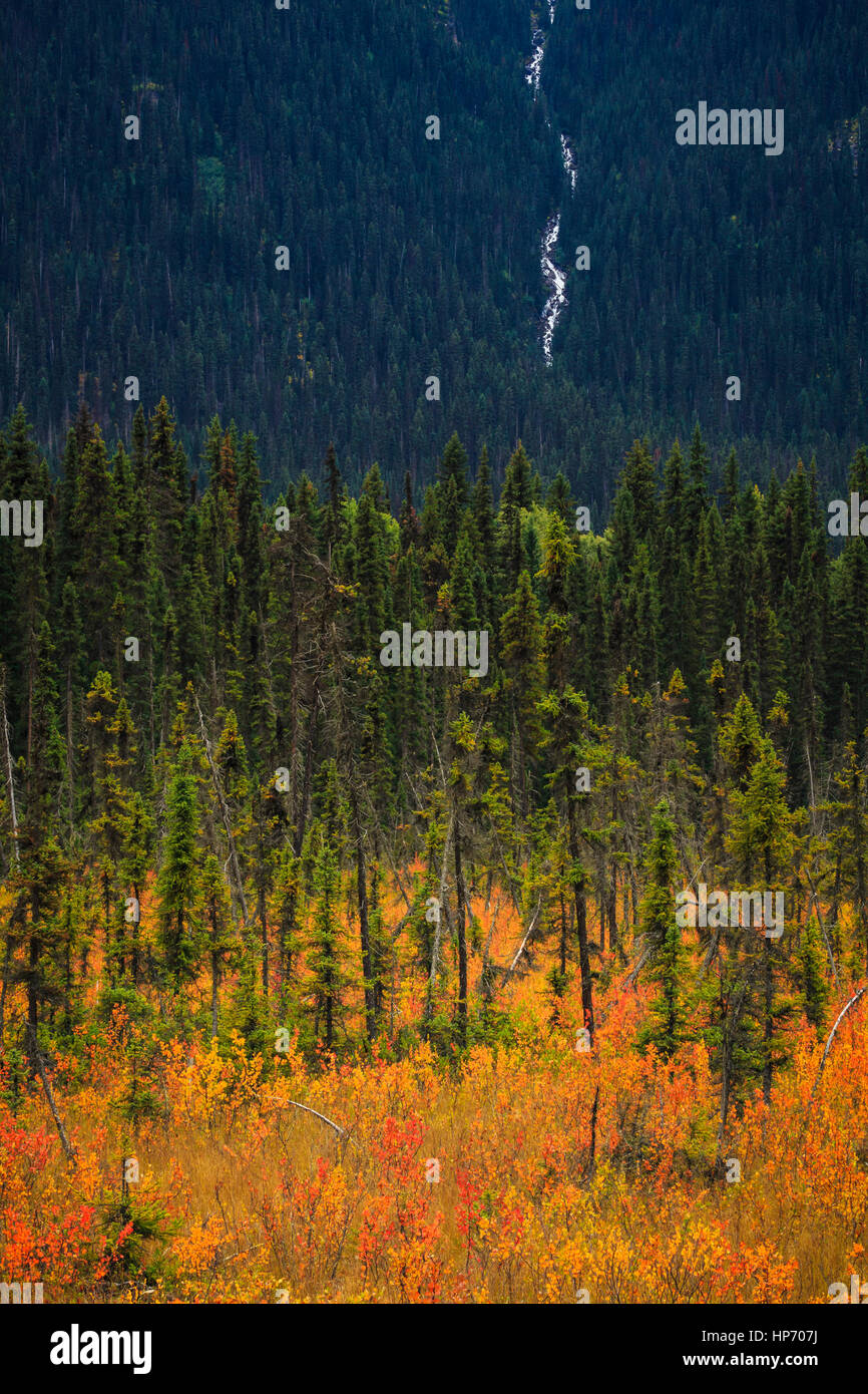 Herbstlaub In den kanadischen Rocky Mountains Stockfoto