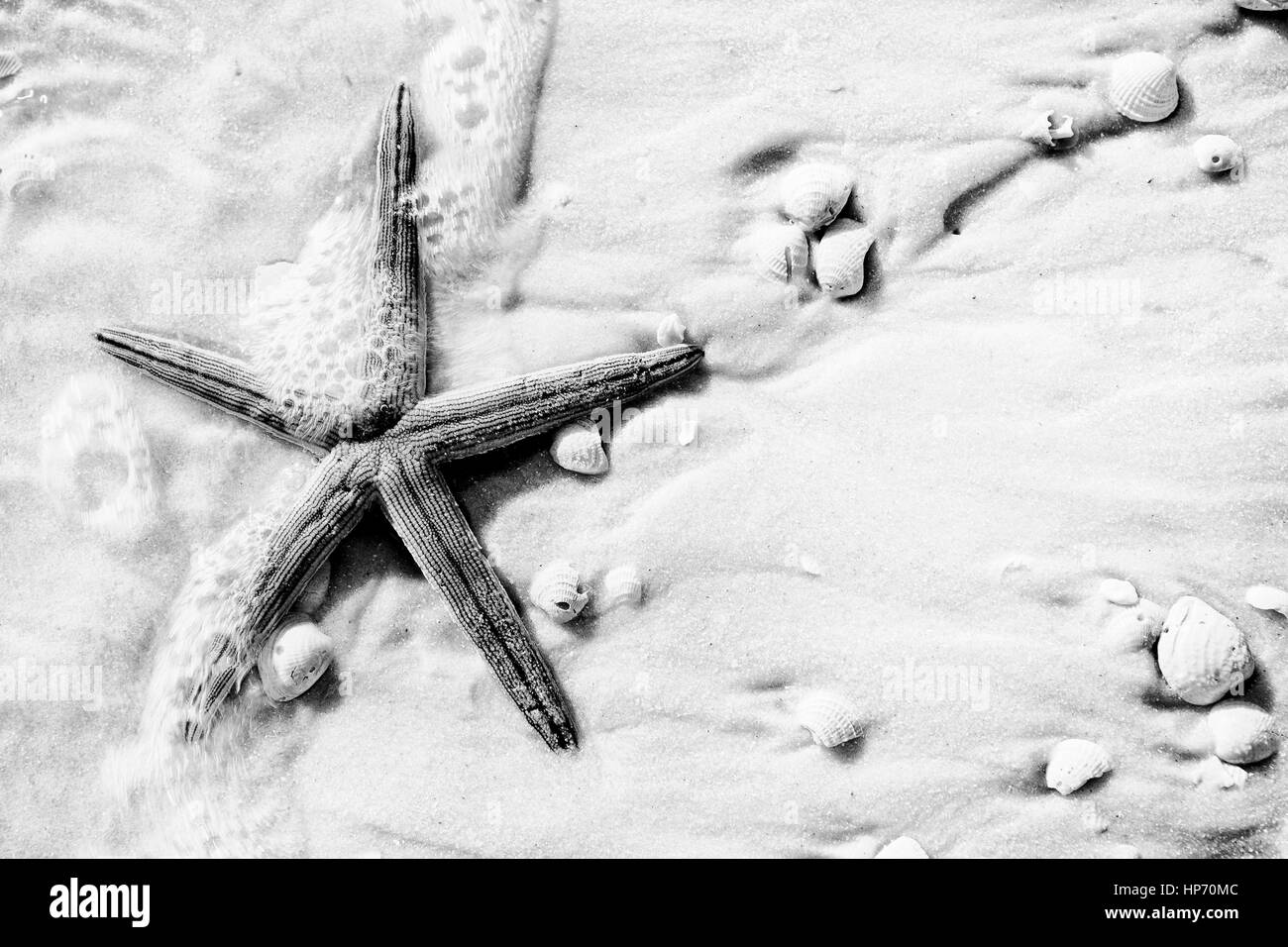 Ein Seestern angespült Golfküste, Florida Strand mit Schaum des Meeres. Stockfoto