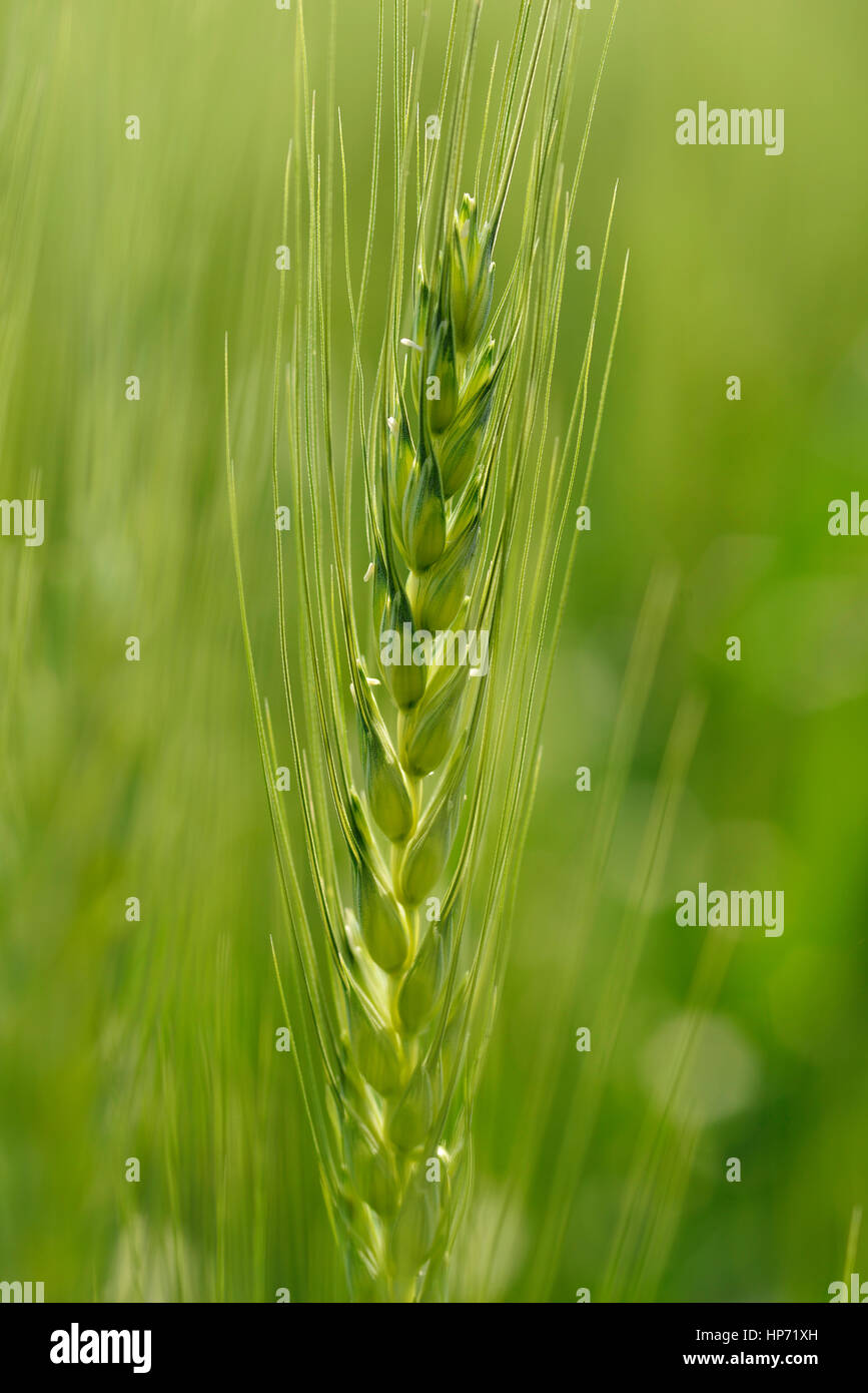 Nahaufnahme von frischen grünen Weizen Stem Stockfoto