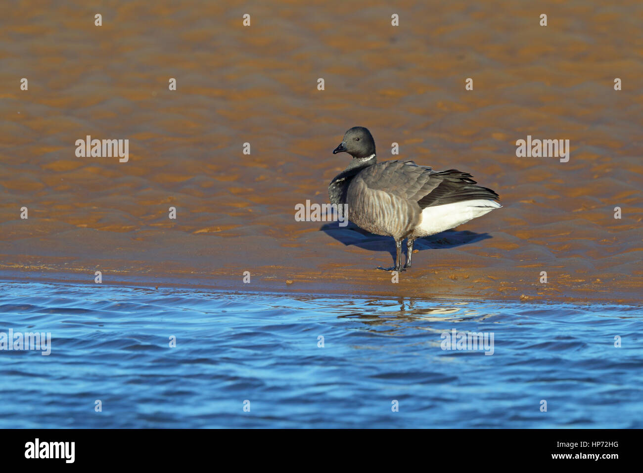 Erwachsenen dunkel-bellied Brent Goose Branta Bernicla auf ein Norfolk Nordstrand Stockfoto