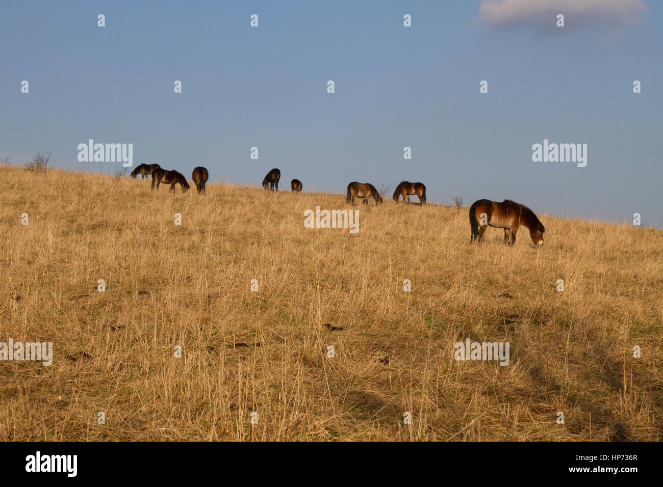 Exmoor Ponys grasen am Hang Stockfoto